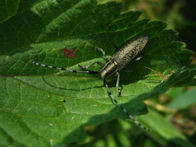 Agapanthia villosoviridescens